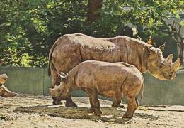 Black Rhinoceros - Nashorn - Rhinocèros Africain - Rinoceronte.  B-2440 - Rinoceronte