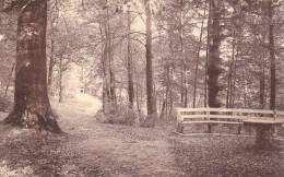 Mariemont,  Royaume De Belgique -  Parc De Mariemont -  Le Parc  - Chemin Forestier - Morlanwelz