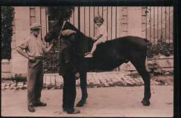 PETITE FILLE Sur SUPERBE CHEVAL/ Cliché UNIQUE Attribué "FORET De ST LEU"   - Référence 1984 - - Saint Leu La Foret