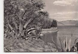 BR12046 Isole Di Brissago Parco Botanico Del Cantone Ticino  2 Scans - Brissago