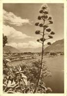 Ascona - Agave In Fiori             1946 - Ascona