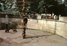 (500) Bern Zoo Bears Pit - Bears