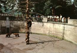 (500) Bern Zoo Bears Pit - Osos