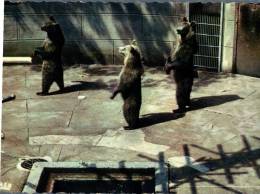 (500) Bern Zoo Bears Pit - Osos