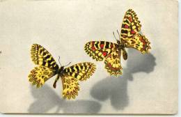 PAPILLONS THAIS - Schmetterlinge