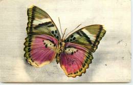 PAPILLONS CETHOSIA - Butterflies