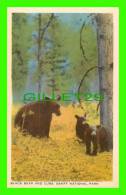 BEARS - BLACK BEAR AND CUBS, BANFF NATIONAL PARK - BYRON HARMON, BANFF - - Osos