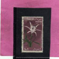 SOMALIA AFIS 1955 FIORI FLOWERS FLEURS FLORA PANCRATIUM TRIANTHUM HER SOMALO 1s USATO USED OBLITERE' - Somalië (AFIS)