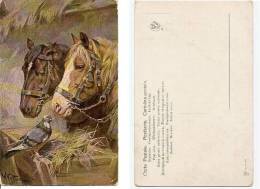 Cavalli Nella Stalla E Piccione Colombo: Cartolina Fp Inizio ´900 Illustratore W. Velten (?). Cavallo Cheval Horse Pferd - Horses