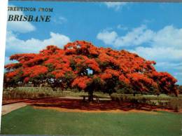 (010) Queensland - Brisbane Poincianna Tree - Brisbane