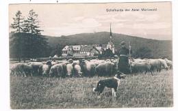 D2999     HEIMBACH : Schafhedre Der Abtei Mariawald ( Sheperd,berger) - Dueren