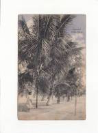 CPA - BEIRA - Cocoanut Palms - Krafft Copyright - Mozambique