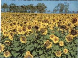 (468) Australia - QLD - Wooroolin, Peanut Country (with Sunflowers) - Andere & Zonder Classificatie