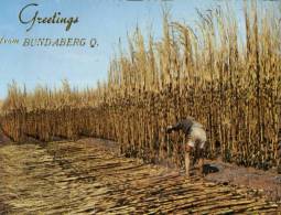 (127) Australia - QLD - Bundaberg Sugar Cane Harvesting - Andere & Zonder Classificatie