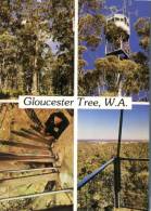 (222) Australia - WA - Gloucester Tree Fire Lookout (tallest In The World) - Other & Unclassified