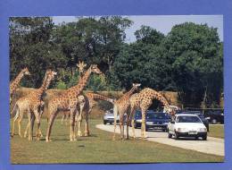 Animaux - Girafe - Safari Africain PORT SAINT PERE Zoo - Voiture Ford Mondéo Escort Sierra  - Scans Recto Verso - Girafes