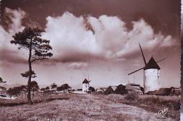 NOIRMOUTIER - Noirmoutier