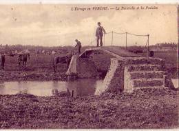 L'Elevage En Perche    La Passerelle Et Les Poulains - Sonstige & Ohne Zuordnung