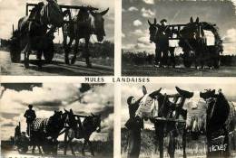 MULES LANDAISES - Other & Unclassified