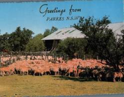 (268) Australia - New South Wales - Greetings From Parkes With Sheeps - Otros & Sin Clasificación