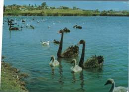 (891) Australia - Western Australia - Black Swan - Perth