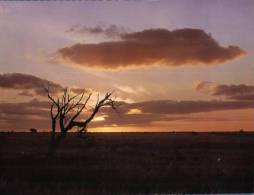 (299) Australia - South Australia - Sunset Over Nullabor - Sonstige & Ohne Zuordnung