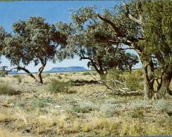 (299) Australia - South Australia - Mt Oxley Near Bourke - Altri & Non Classificati