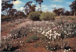 (315) Australia - South Australia - Wildflowers - Autres & Non Classés
