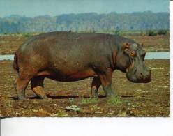 (345) Hippopotamus - Africa - Hippopotames