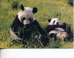 (345) Panda Bear - Posted From Taiwan - Bears