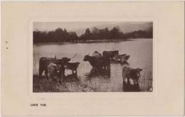 Loch Voil Scotland, Cows, Real Photograph, Tuck Postcard As Per The Scan - Perthshire