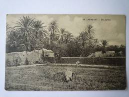LAGHOUAT  (Algérie)  :  Un  JARDIN - Laghouat