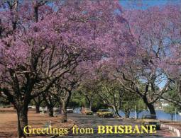 (900) Australia - Queensland - Brisbane Jacaranda Trees - Brisbane