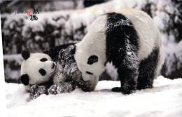 (164) China -  Panda Bears In Snow - Osos