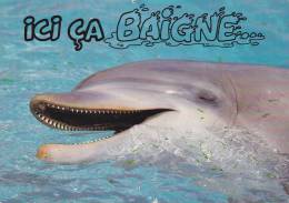 Ici ça Baigne!!! - Dolphins