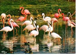 01 Villars Les Dombes - FLAMANTS ROSES  Parc Ornithologique De La DOMBES - Villars-les-Dombes