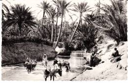 Scènes Et Types - La Corvée D´eau - Cape Verde