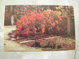 Poinsettia  - Barbados - W.I.  West Indies  D77792 - Barbados (Barbuda)