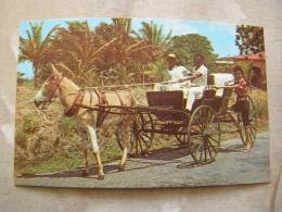 Old Donkey  Drawn Buggy - -Country Road -- Barbados - W.I.  West Indies  D77797 - Barbados (Barbuda)