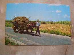 Mule Cart -Sugar Cane  - Barbados - W.I.  West Indies  D77809 - Barbados