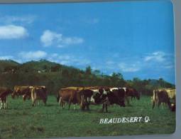 116) Australia - QLD - Beaudesert With Cows - Otros & Sin Clasificación