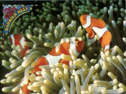 116) Australia - QLD  - Great Barrier Reef Clown Fish - Otros & Sin Clasificación