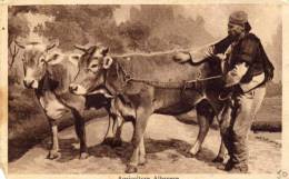 Agricoltore Albanese  -  Agriculteur Albanais - Animaux - Vaches - - Albanien