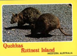 (120) Australia - WA - Rottnest Island Quokkas - Andere & Zonder Classificatie