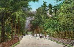 Country Road 1905 PI Postcard Used - Filipinas