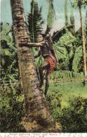 Native Gathering Tuba Near Manila 1905 PI Postcard Used - Philippinen