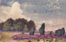 Lüneburger Heide, Um 1910 - Lüneburg