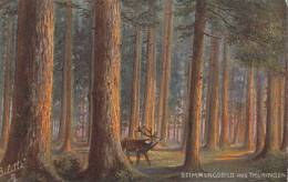 Stimmungsbild Im Thüringerwald, Friedrichroda, Am Reinhardsberg, Hirsch, Um 1910, Tuck´s Oilette 190 B - Friedrichroda