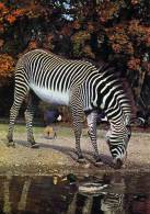 ZEBRE...CPM - Zebras