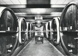 Grande Cave De Bursins - Encavages Des Grands Crus Luins, Vinzel, Bursins           Ca. 1960 - Bursins